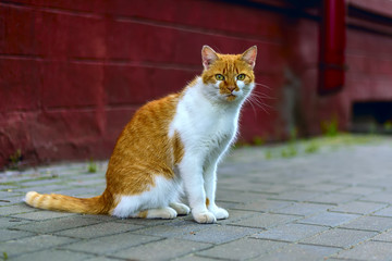 Fototapeta na wymiar Red cat on the sidewalk