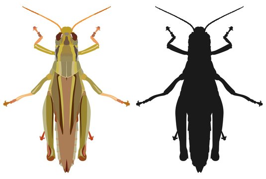 Color image of grasshopper and its black silhouette. Vector illustration.