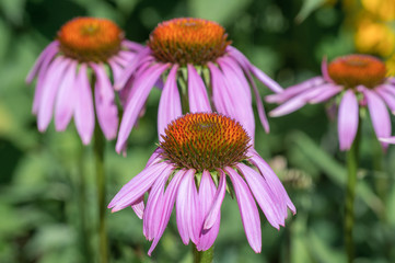 Echinacea flowers in summer garden