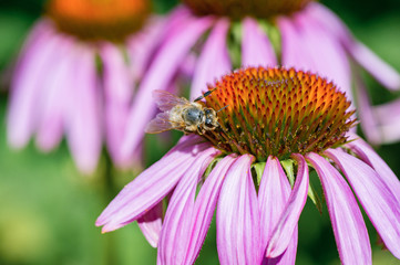 a honey bee pollinating the purple Echinacea flower. Closeup view