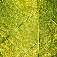 Grape leaves texture leaf background macro green light closeup