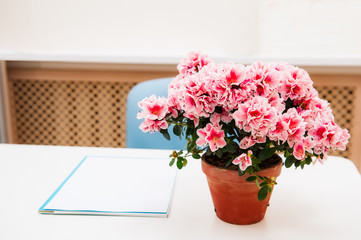 Office workplace with pink Bougainvillea flower in the pot on white desk table. Selective focus