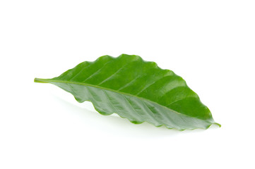 fresh green coffee leaves isolated on white