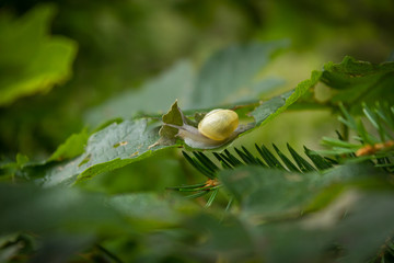 a young escargot with its shell, creeps on a leaf