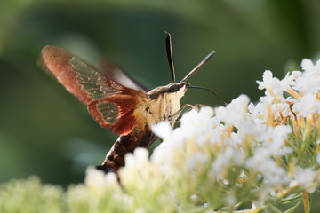 clearwing hummingbird moth