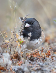 Cute Little Bird, Dark-eyed Junco