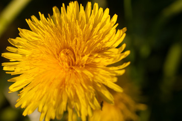 	
Close-up of a 
dandelion flower [Taraxacum officinale]. This plant can be used for medical treatments and makes a fantastic salad.