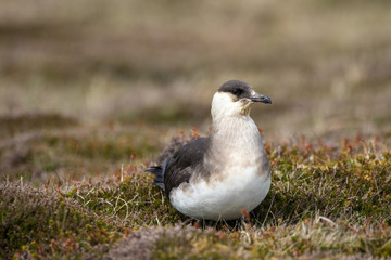 Close up of an Arctic Skua (Stercorarius parasiticus), sitting on the ground