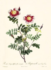 Old illustration of Rosa pimpinellifolia flore variegato. Created by P. R. Redoute, published on Les Roses, Imp. Firmin Didot, Paris, 1817-24