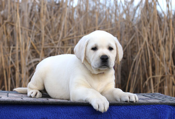 little cute labrador puppy on a blue background