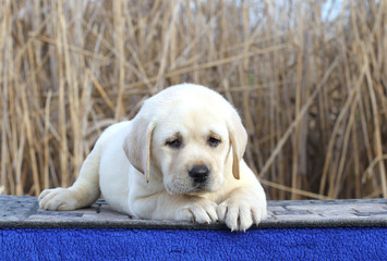 the little cute labrador puppy on a blue background