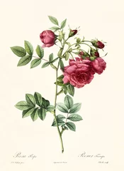 Foto auf Acrylglas Old illustration of Rosa rapa. Created by P. R. Redoute, published on Les Roses, Imp. Firmin Didot, Paris, 1817-24 © Mannaggia