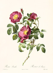 Old illustration of Rosa pumila. Created by P. R. Redoute, published on Les Roses, Imp. Firmin Didot, Paris, 1817-24