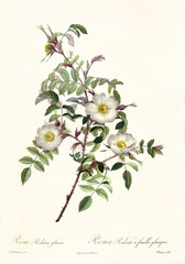 Old illustration of Rosa redutea glauca. Created by P. R. Redoute, published on Les Roses, Imp. Firmin Didot, Paris, 1817-24