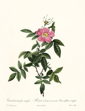 Old illustration of Rosa reclinata flore simplici. Created by P. R. Redoute, published on Les Roses, Imp. Firmin Didot, Paris, 1817-24