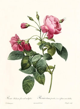 Old illustration of Rosa reclinata flore sub simplici. Created by P. R. Redoute, published on Les Roses, Imp. Firmin Didot, Paris, 1817-24