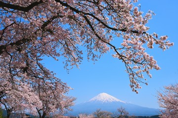 富士山と桜
