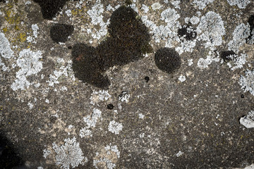 Multicolored moss and mold on asphalt