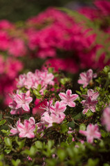 kwiaty w ogrodzie z tłem bokeh