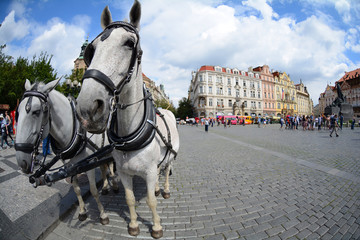 Naklejka na ściany i meble PRAGUE, CZECH REPUBLIC - JULY 17, 2017: Horse harness to the Old Town Square Prague, Czech Republic 