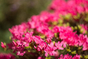 kwiaty w ogrodzie z tłem bokeh