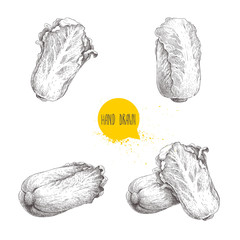 Hand drawn sketch chinese cabbages set. Pe-tsai exotic farm fresh vegetables vector illustration isolated on white background.
