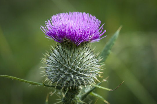 A close up image of the Common Thistle, Cirsium vulgare, taken at Heysham Nature Reserve, Lancashire, England