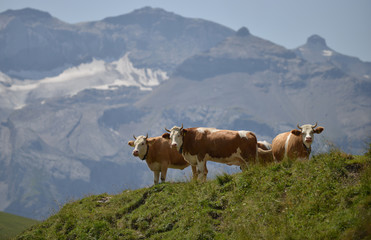 Fototapeta na wymiar vaches alpines