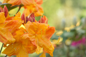 Fototapeta na wymiar pomarańczowe kwiaty