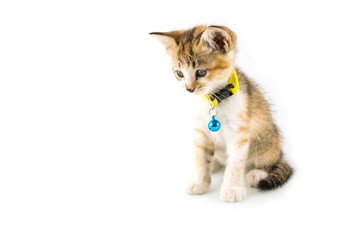 Cat with yellow collar on isolated background