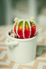 vintage style of Cactus 