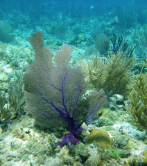 Obraz premium récif corallien 