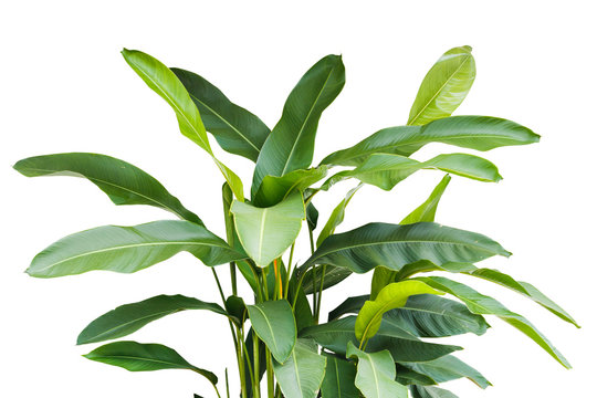 Fototapeta tropical leaf, green nature isolated on white background