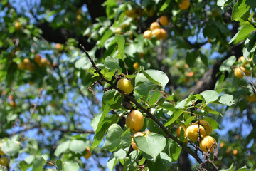 Ripe apricot