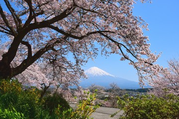 富士山と桜
