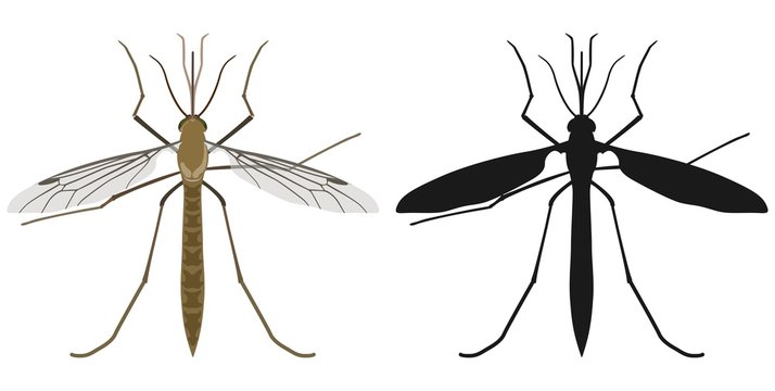 Color image of mosquito and its silhouette. Vector illustration.