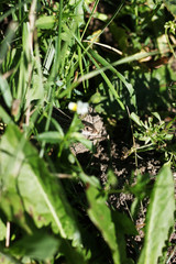 Small lizard sits on hands