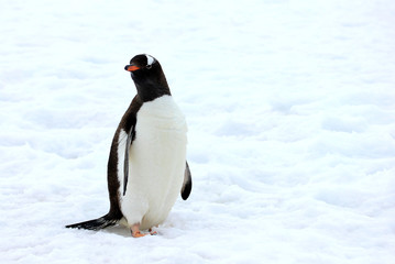 Obraz premium Gentoo penguin walking on snow in Antarctic Peninsula, Antarctica