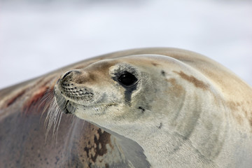 Crabeater seal on ice floe, Antarctic Peninsula, Antarctica