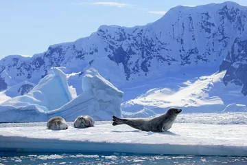 Foto auf Acrylglas Crabeater seals on ice floe, Antarctic Peninsula, Antarctica © reisegraf