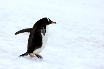 Gentoo penguin walking on snow in Antarctic Peninsula, Antarctica