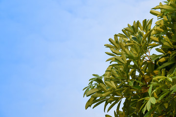 Alstonia scholaris leaf