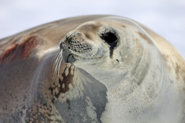 Crabeater seal on ice floe, Antarctic Peninsula, Antarctica