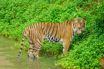 Behavior of white tiger.