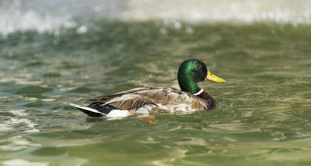 Amazing mallard duck swims in lake. Rome, Italy, June 2017. Clos
