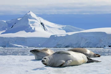 Draagtas Crabeater seals on ice floe, Antarctic Peninsula, Antarctica © reisegraf