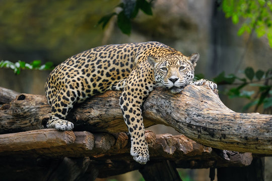 Jaguar lying on a branch.