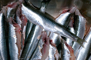 sardinas anchoas boquerones