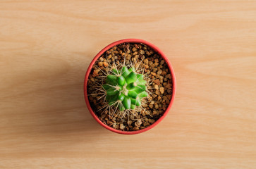 Fototapeta na wymiar A cactus in plastic pot on wooden table and wood background. Copy space. Top view.