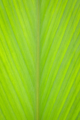 Close up green leaf background for texture